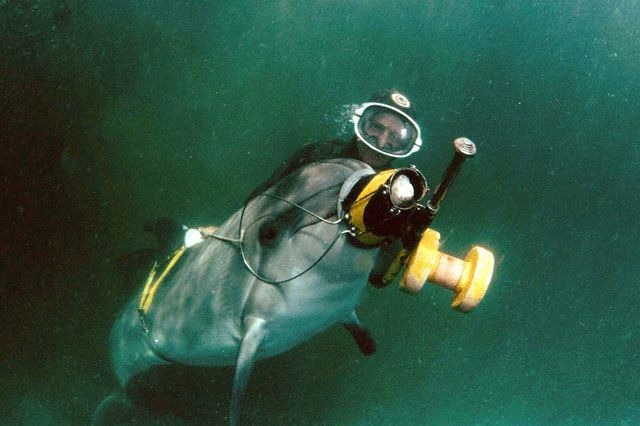 Original caption: A dolphin training in the Black Sea. January 1, 1996 SEBASTOPOL, CRIMEE, Ukraine